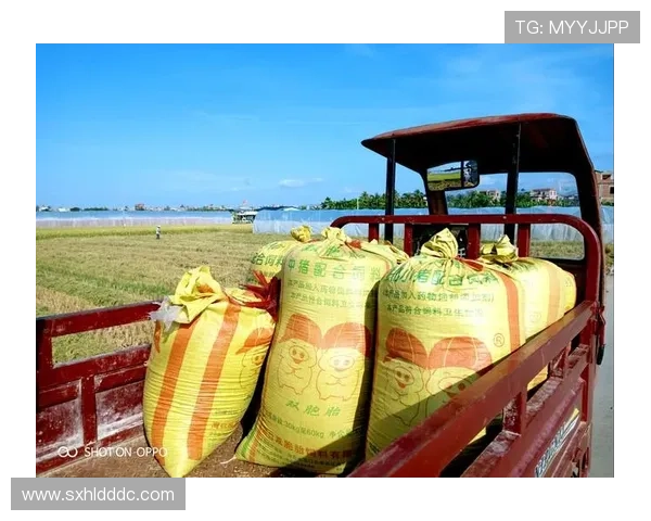 探寻和服之魅背后情感纠葛与时代变迁的唯美传奇剧作风篇